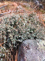 Cladonia turgida
