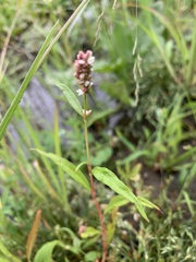 Persicaria tomentosa