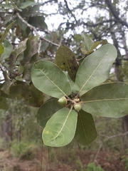 Quercus aristata