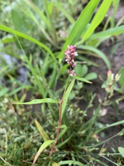 Persicaria tomentosa