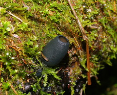 Urnula campylospora