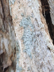 Chaenotheca brunneola