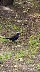 Turdus merula
