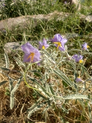 Solanum elaeagnifolium