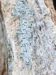 Chaenotheca brunneola