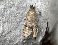 Psilocorsis quercicella