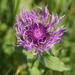 Centaurea phrygia pseudophrygia
