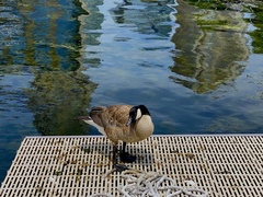 Branta canadensis