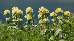 Gentiana burseri