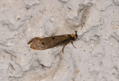 Tinea trinotella