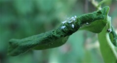 Prociphilus xylostei