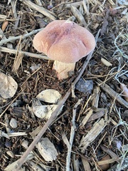 Fungi