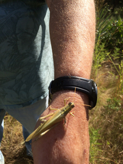 Schistocerca alutacea
