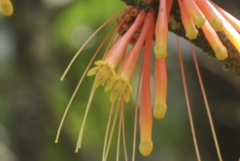 Psittacanthus krameri