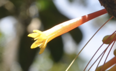 Psittacanthus krameri