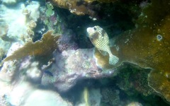 Lactophrys bicaudalis