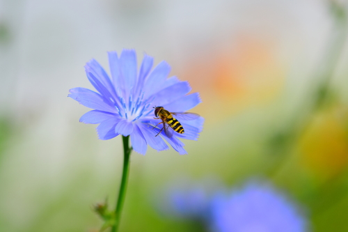Yellow-legged Flower Fly