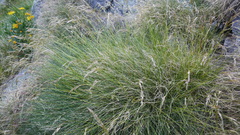 Festuca eskia