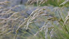 Festuca eskia