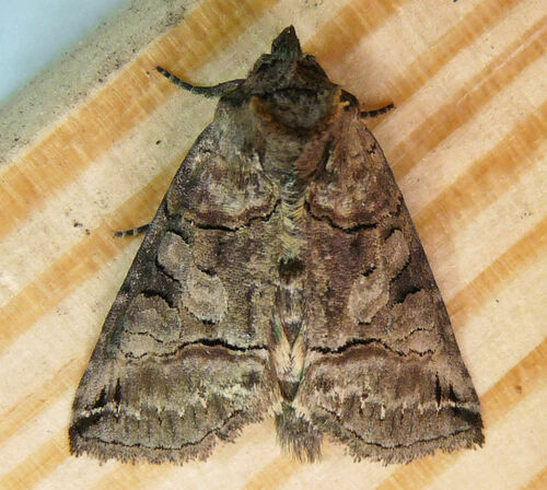 Abrostola urentis Guenée, 1852