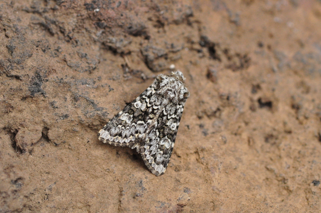 Hecatera maderae