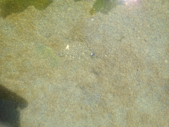 Lepidopsetta bilineata