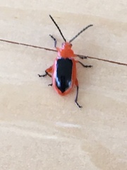 Disonycha discoidea