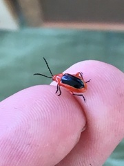 Disonycha discoidea