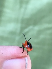Disonycha discoidea