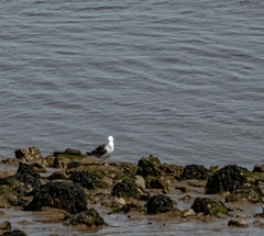 Larus marinus