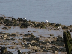 Larus marinus