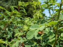 Araneus diadematus