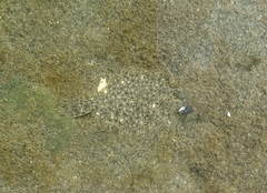 Lepidopsetta bilineata