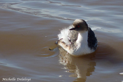 Podiceps occipitalis