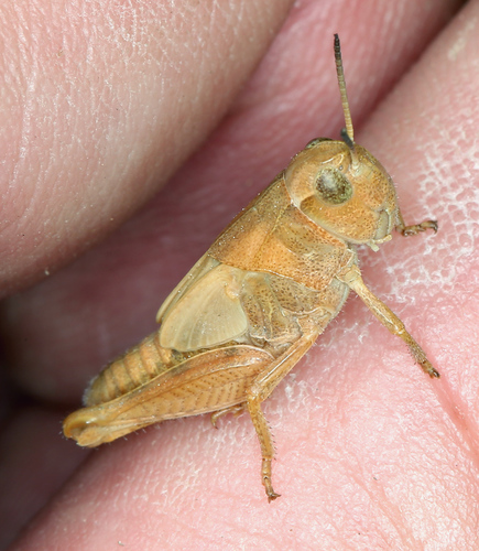 iNaturalist observation photo of Clear-winged Grasshopper