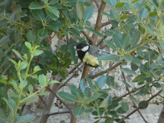 Parus major