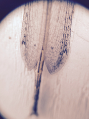 Brachynemurus