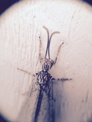 Brachynemurus