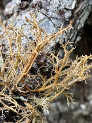 Sphaerophorus venerabilis