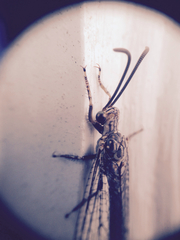 Brachynemurus