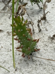 Opuntia drummondii