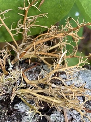 Sphaerophorus venerabilis