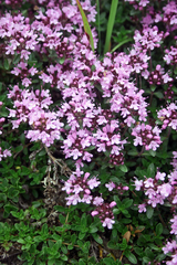 Thymus praecox polytrichus