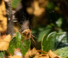 Araneus diadematus