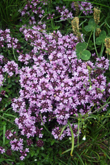 Thymus praecox polytrichus