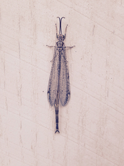 Brachynemurus