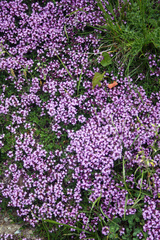 Thymus praecox polytrichus