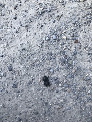 Dorcus parallelipipedus