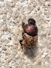 Palaeonthophagus