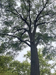 Quercus palustris